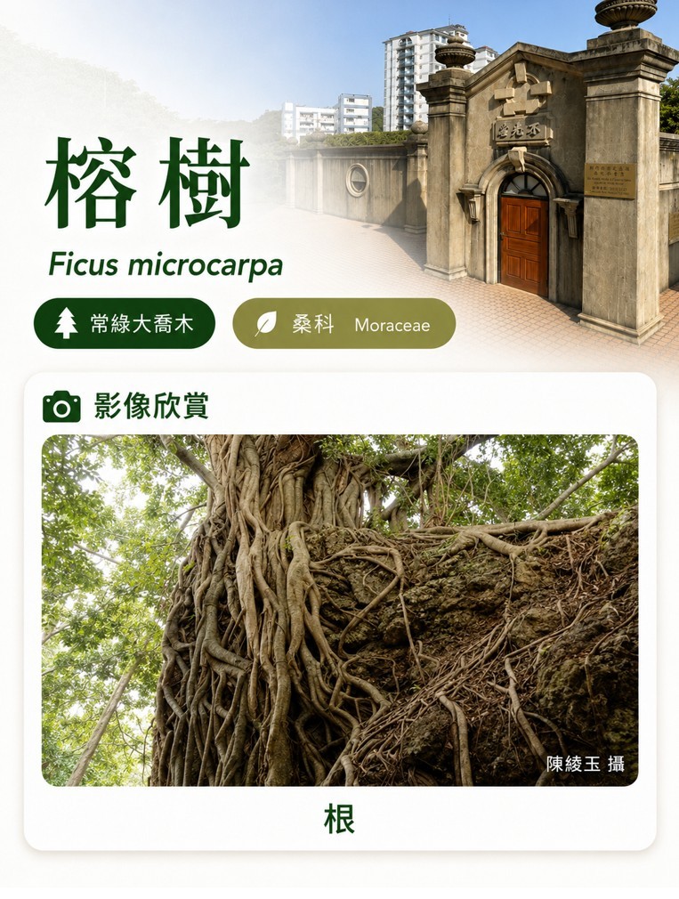 榕樹-C.jpg
