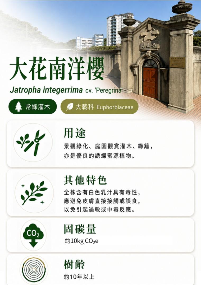 大花南洋櫻-B.jpg