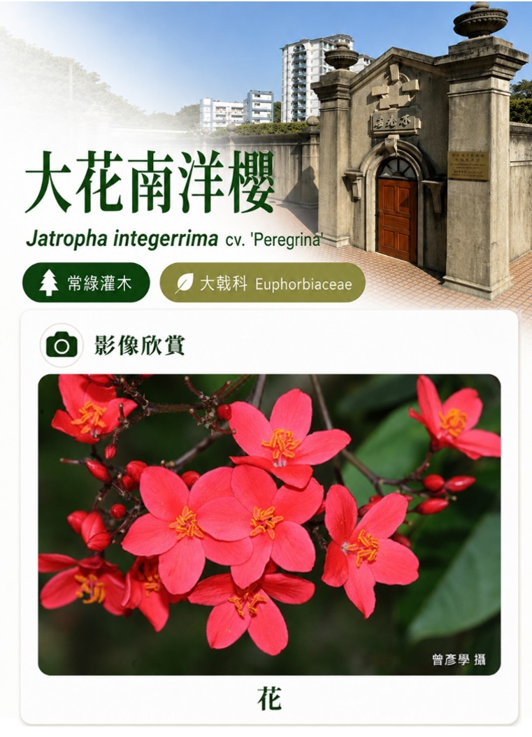 大花南洋櫻-C.jpg
