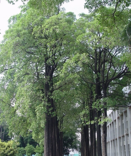 黑板樹