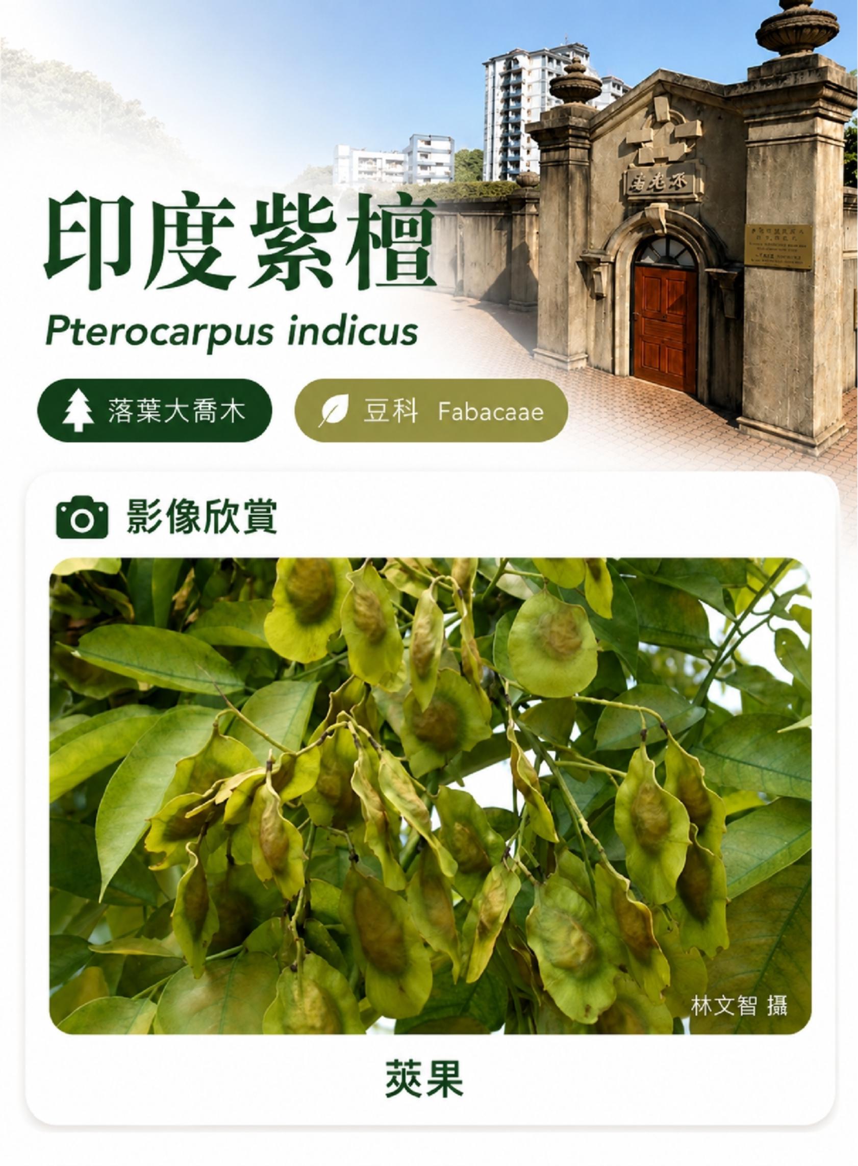 印度紫檀C(更正).jpg