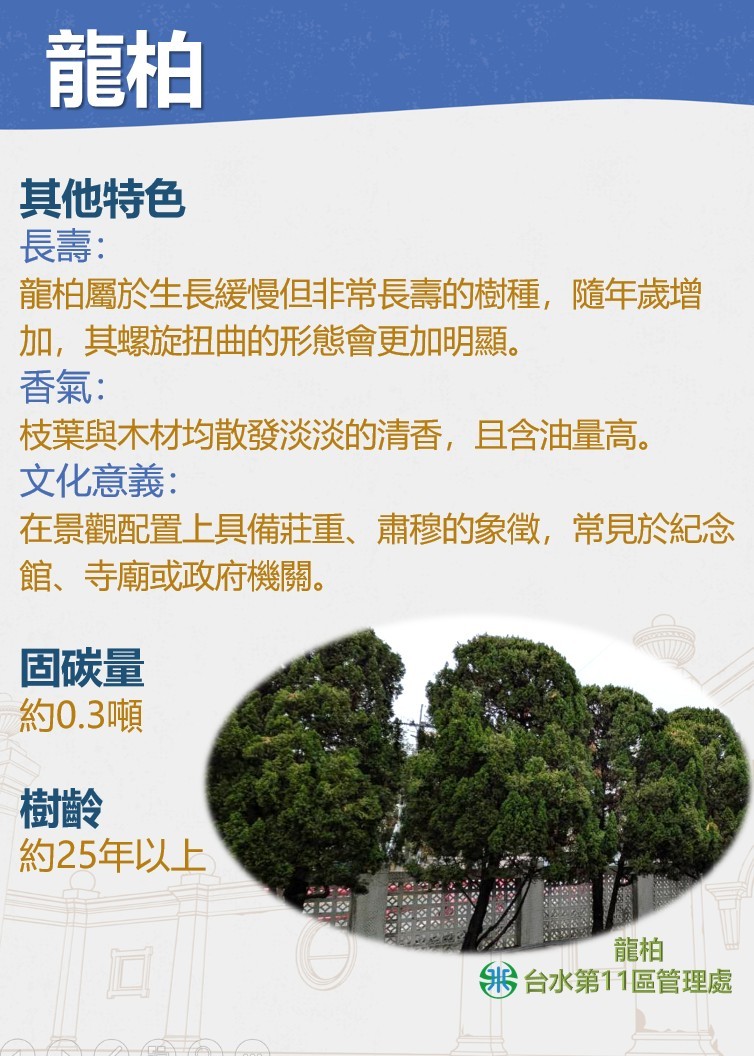 龍柏3.jpg
