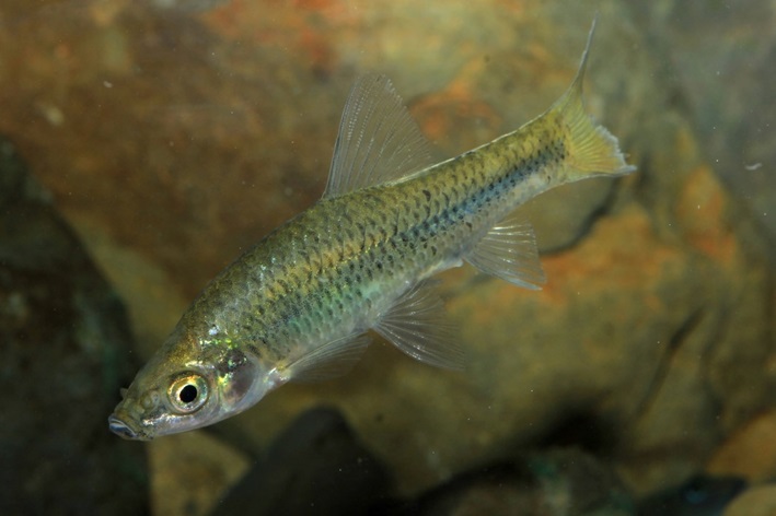 羅漢魚(攝影賴擁憲)