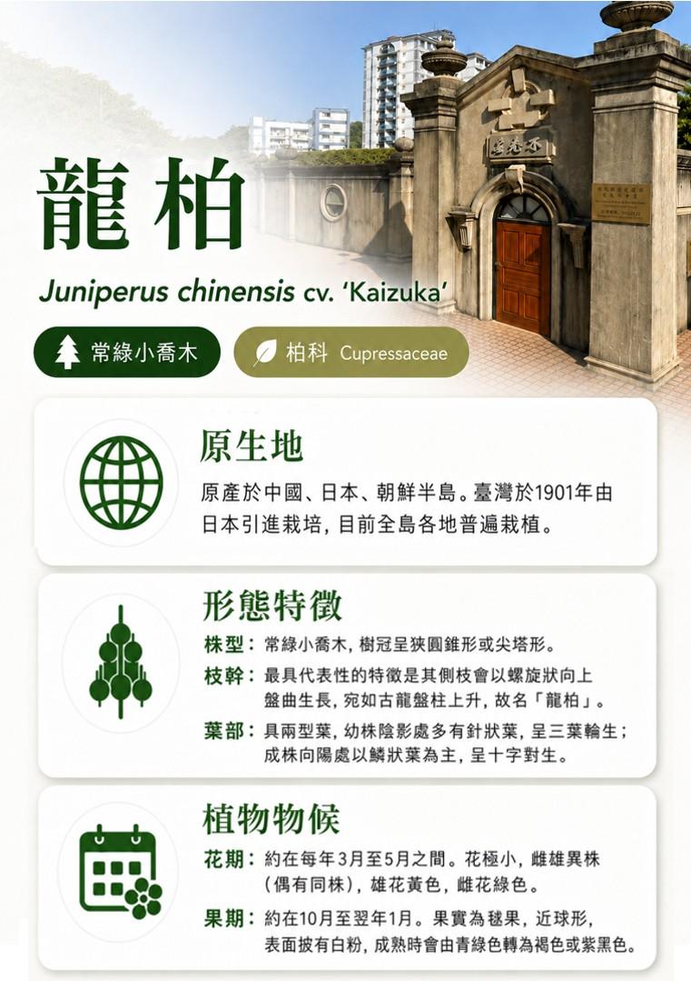 龍柏-A.jpg