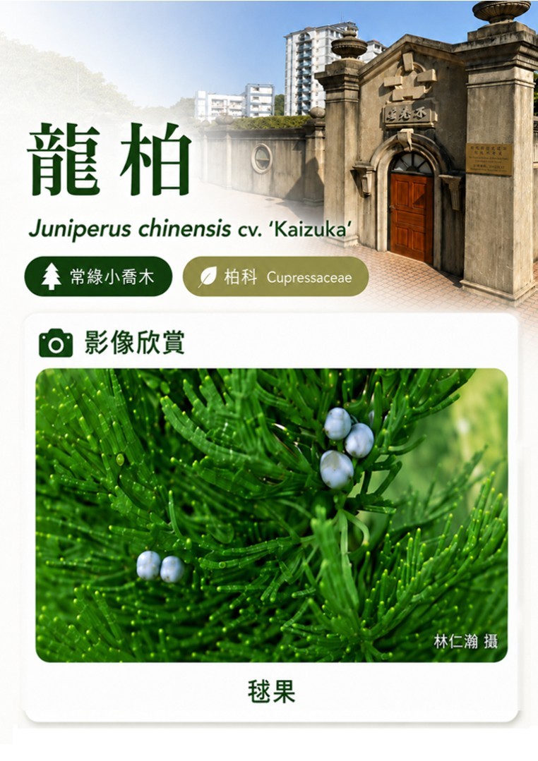 龍柏-C.jpg