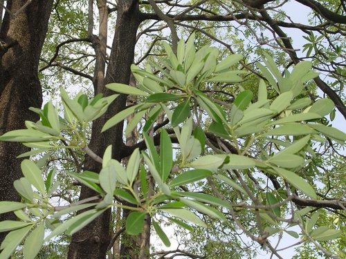 黑板樹