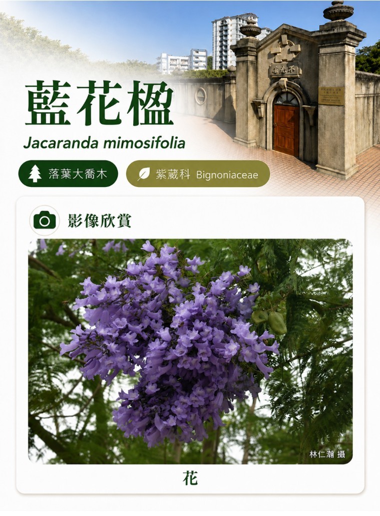 藍花楹-C.jpg