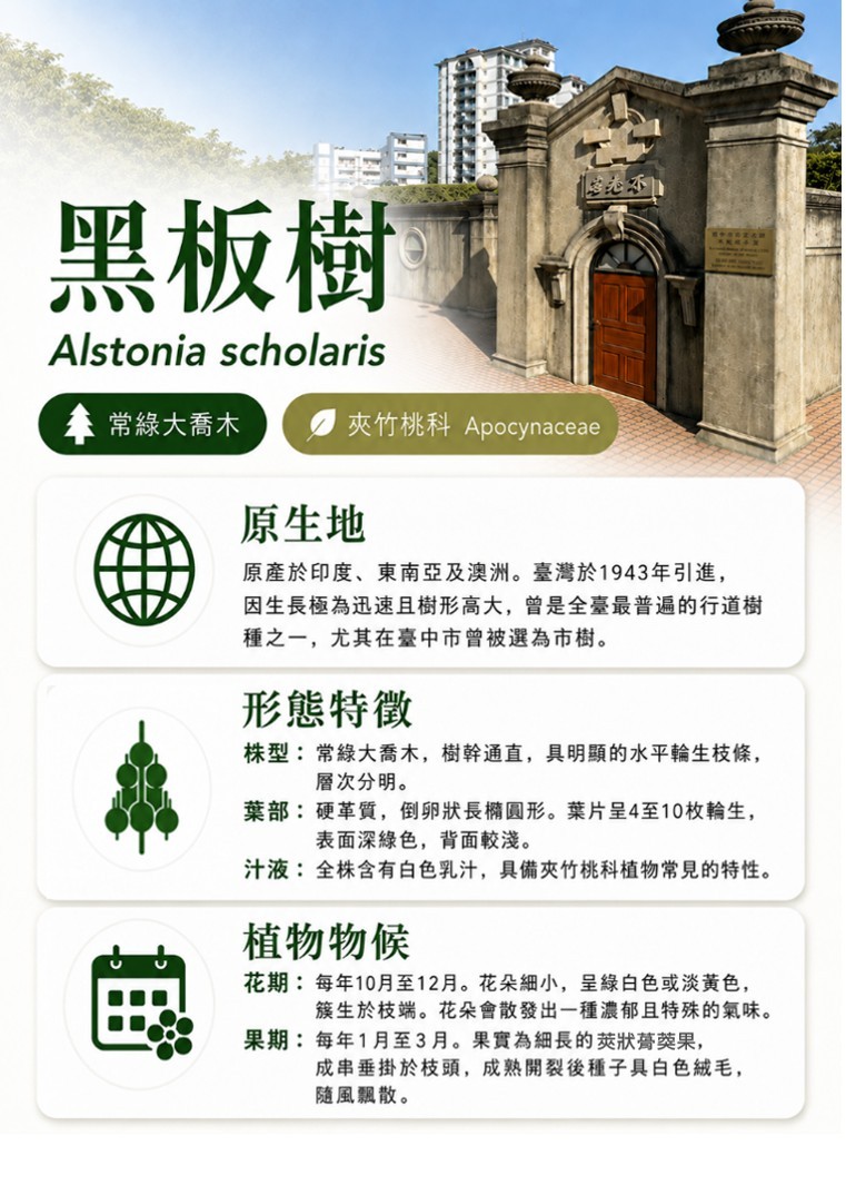 黑板樹-A.jpg