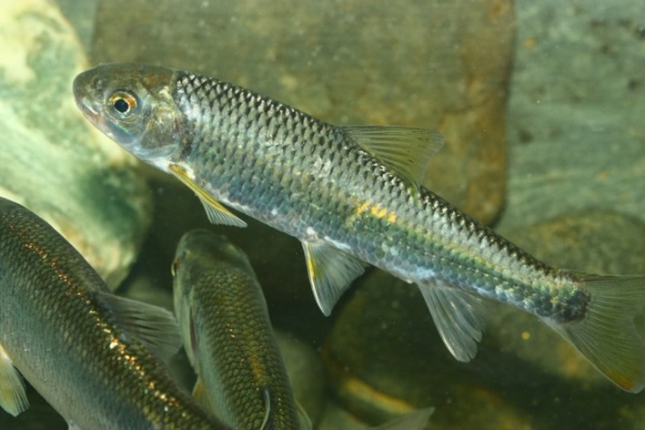 苦花(台灣鏟頷魚、鯝魚)(攝影賴擁憲)