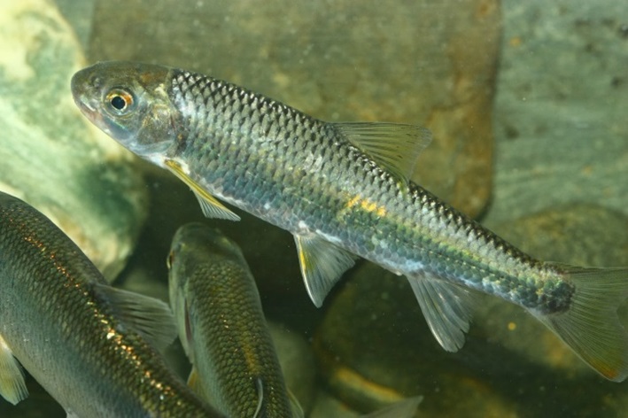 苦花（台灣鏟頷魚、鯝魚）（攝影賴擁憲）