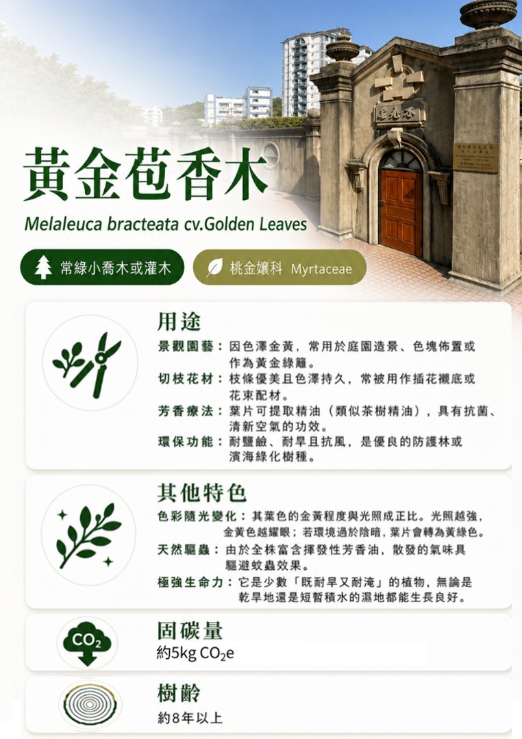 黃金苞香木-B.jpg