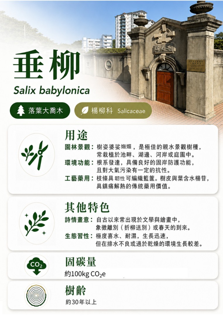 垂柳-B.jpg