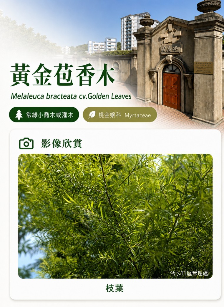 黃金苞香木-C.jpg
