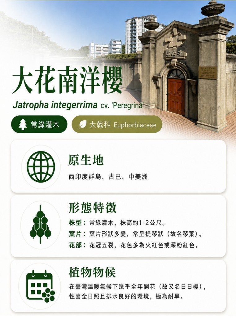大花南洋櫻-A.jpg
