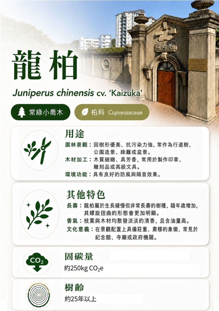 龍柏-B.jpg
