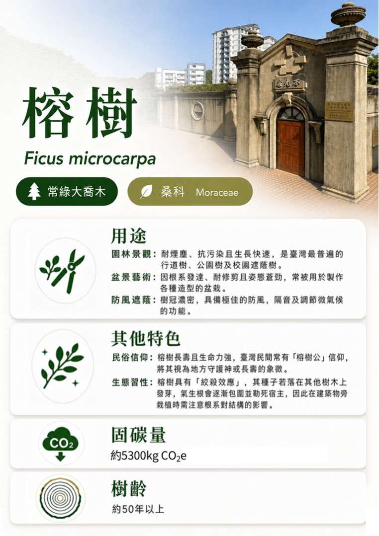 榕樹-B.jpg