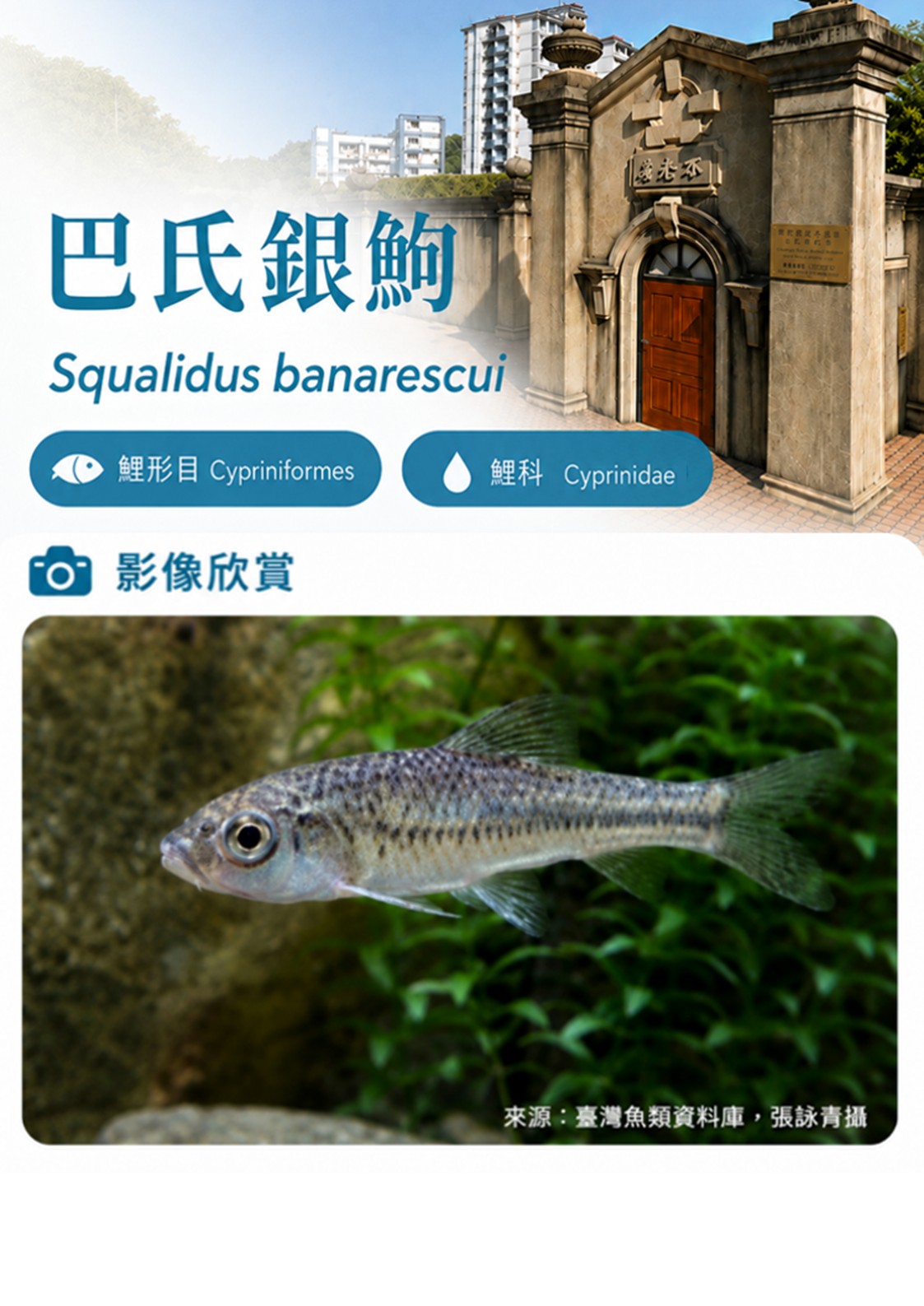 巴氏銀鮈-C.JPG