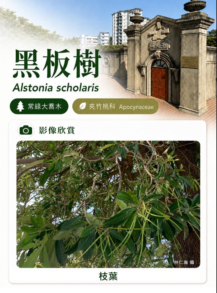 黑板樹-C.jpg