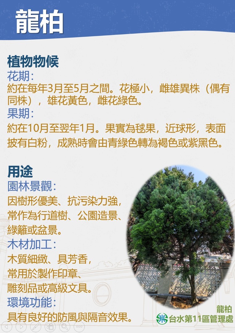 龍柏2.jpg