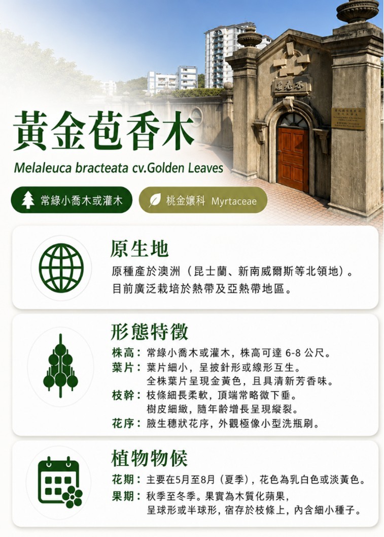 黃金苞香木-A.jpg