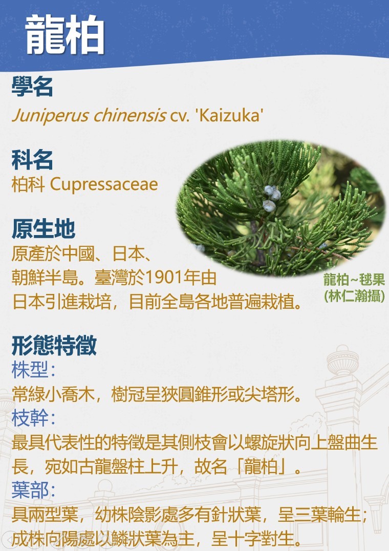 龍柏1.jpg
